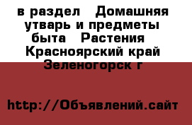  в раздел : Домашняя утварь и предметы быта » Растения . Красноярский край,Зеленогорск г.